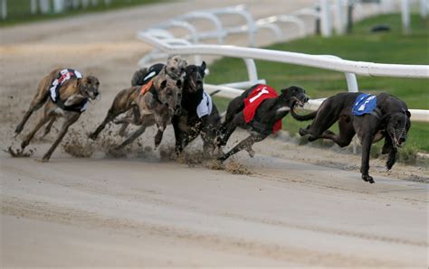 Greyhound Derby: Dates, format, history & betting odds .